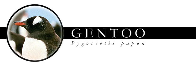 the Gentoo penguins