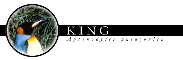 the King penguins